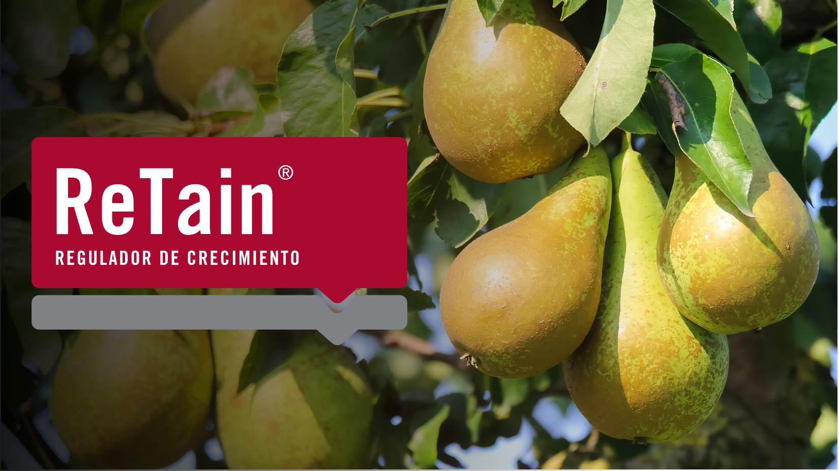 ReTain® eleva el rendimiento en peras Abate Fetel: más calibre, más kilos y mejor retorno.